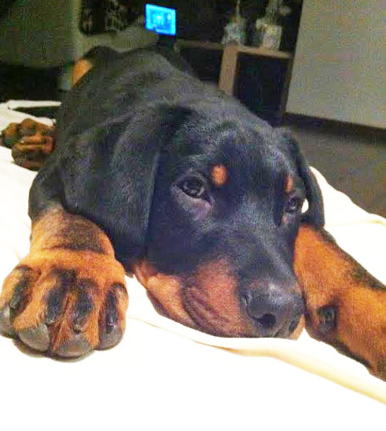 domainedelalicorne.fr Elevage de beauceron chiot beauceron pure race élevage du clos de la licorne elevage des gardiens de la licorne elevage beauceron noir et feu authentique gros gabarits élevage de Beauceron familial sérieux et qualité domainedelalicorne.fr suivi des chiots conseil d’éducation chiot propre bas rouge santé caractère spécialiste du beauceron noir et feu ou arlequin chien rustique berger de France  nos chiots sont élevés avec amour et attention notre passion au service de la qualité Beauceron de qualité et sportif domaine de la licorne 04380 BARRAS élevage en liberté éleveur berger de beauce élevage de beauceron de travail 